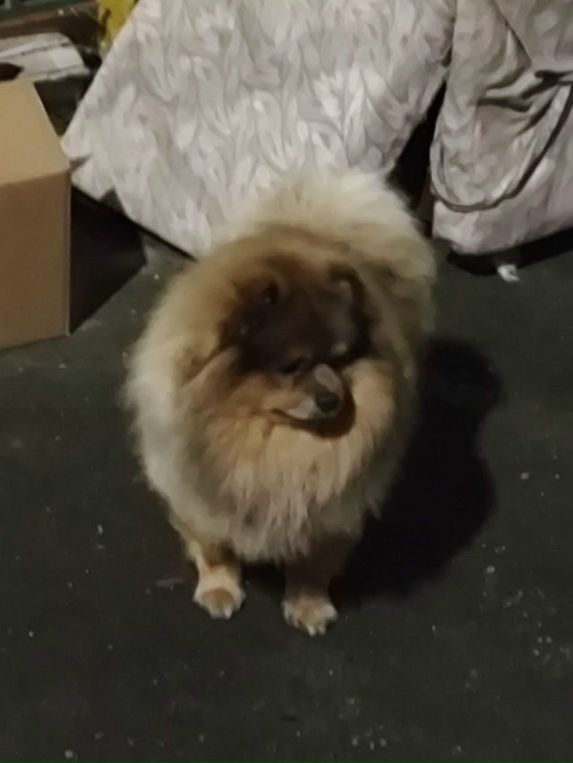 Сегодня вечером найден шпиц, кобель, бегал без сопрово?...