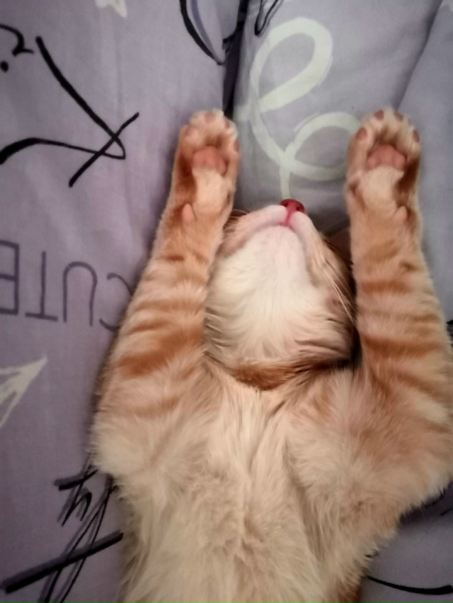 Пропал не в меру коммуникабельный кот. Мог увязаться з?...