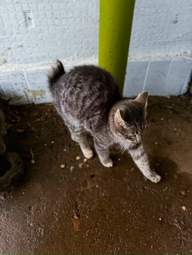 Здравствуйте. Срочно нужен дом котику. Он так и сидит н?...