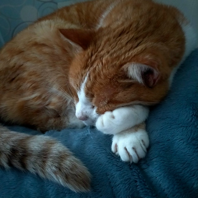 утренний сон — самый сладкий
#егобезейшество