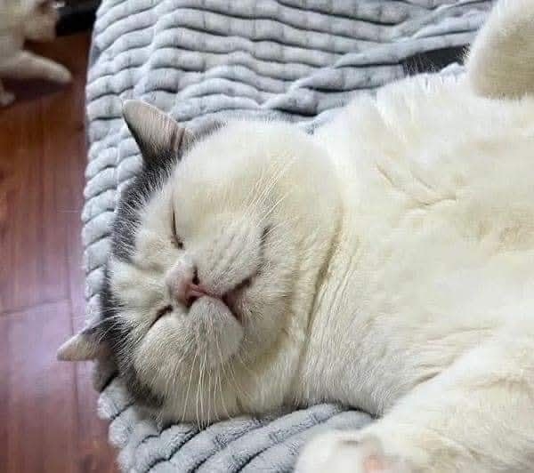 Любовь и забота. Спасибо тем, кто не оставляет в беде бр...