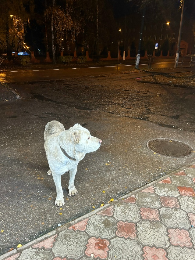Кто потерял собаку? Бегает в районе 2 школы, собака боит...