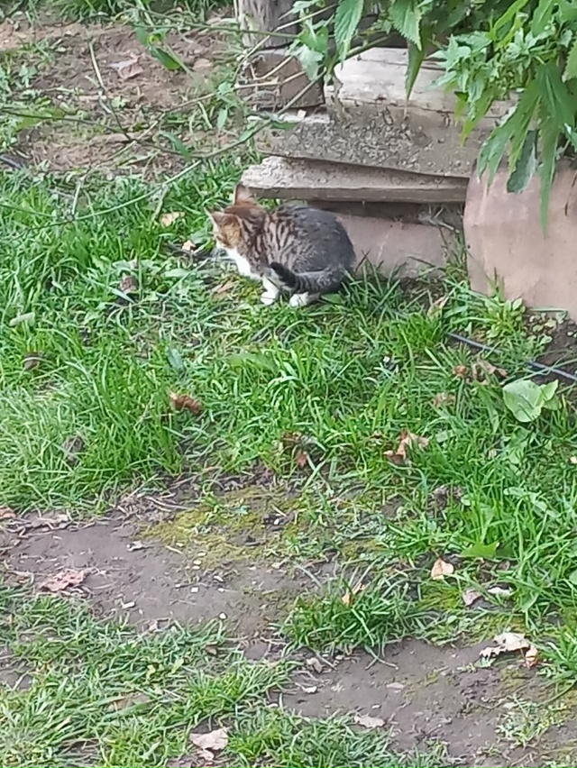 Отдадим котят от кошки мышеловки