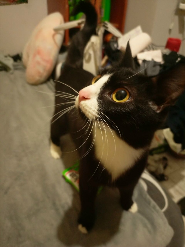 Нашли этих котиков на автовокзале в сторону Куйбышева,...