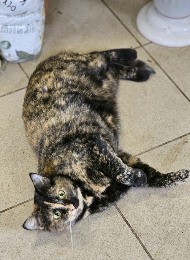 ?Красавица Мурка ищет дом!!!?
Трёхцветная, гладкошё...