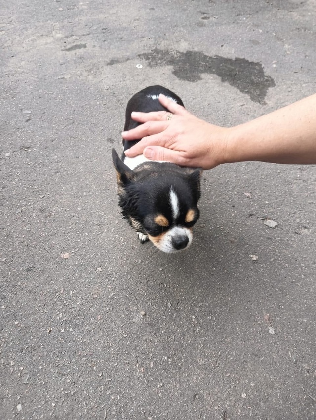 Чья потеряшка? Гайдара, 5