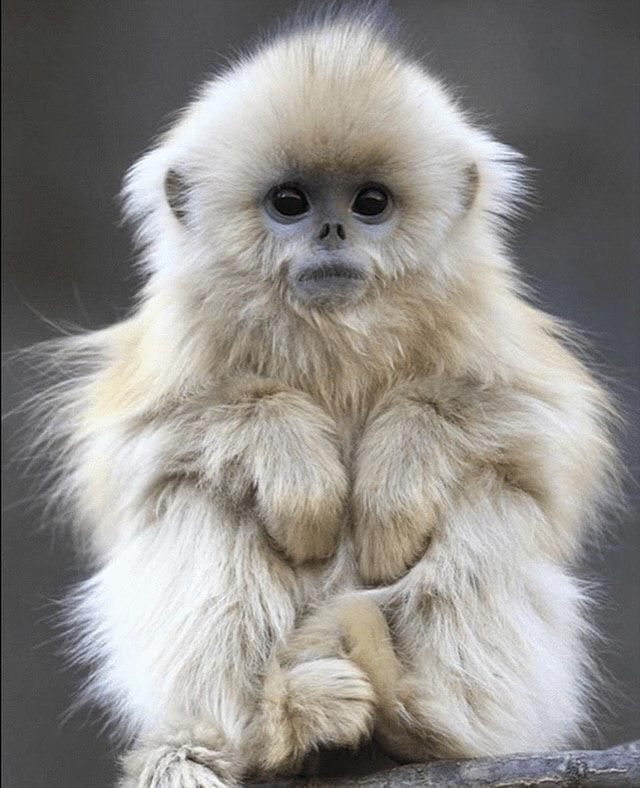 Фотографу посчастливилось запечатлеть редкое и удиви?...