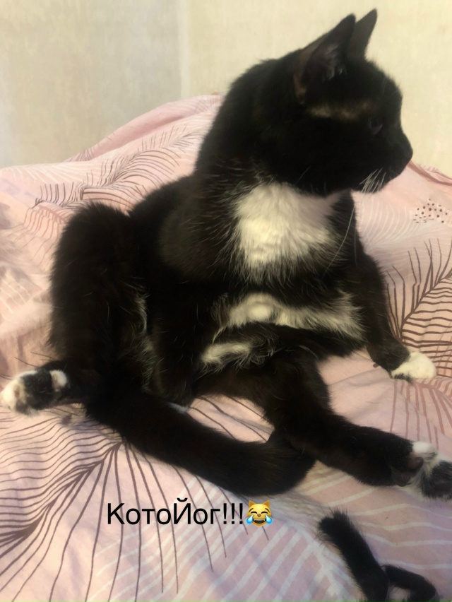 Утро начинается с зарядки)))🐈🐈🐈