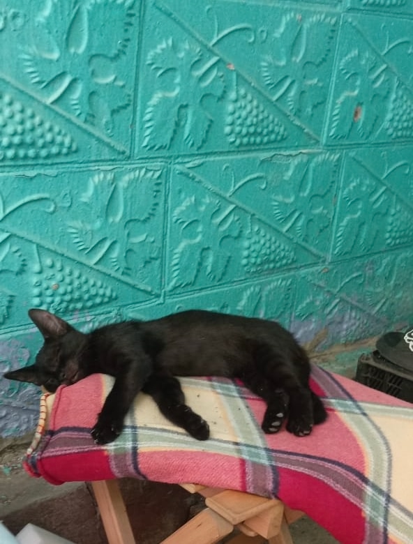 Всем здравствуйте!
К нам подкинули котенка, очень добр?...