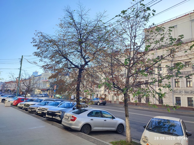 🥺На проспекте Революции вырубили липы во время ремон?...