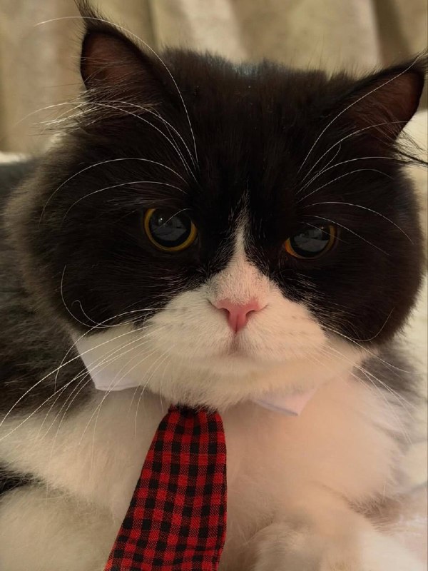 Мистарб кесулькен