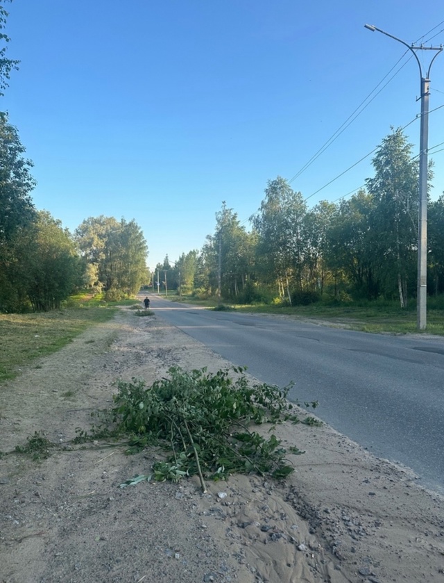 На Магистральной ветки вдоль дорог лежат)