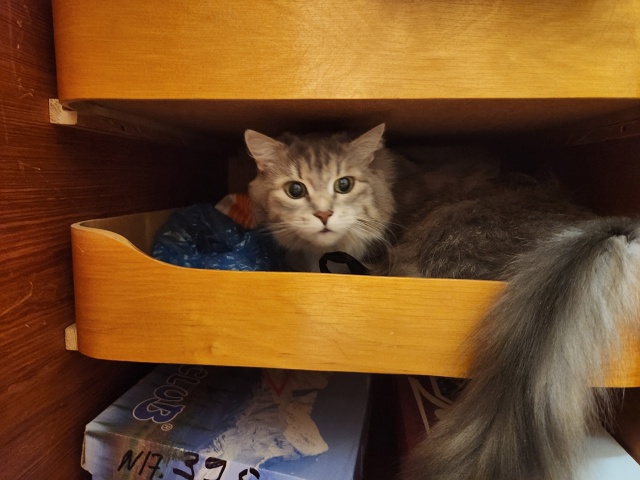 Тиша: Любимое место в шкафу