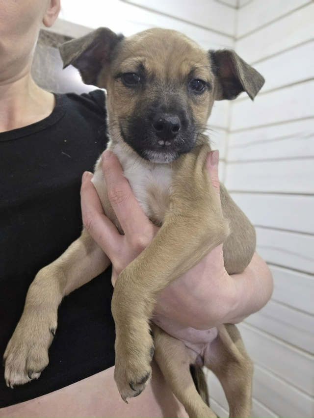 Малышка ищет дом.
На выходных малышей -5 щенков выброси?...