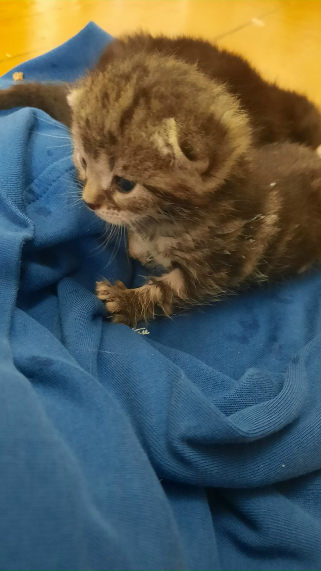 Здравствуйте, найдены котята, им примерно неделя.
Врод...