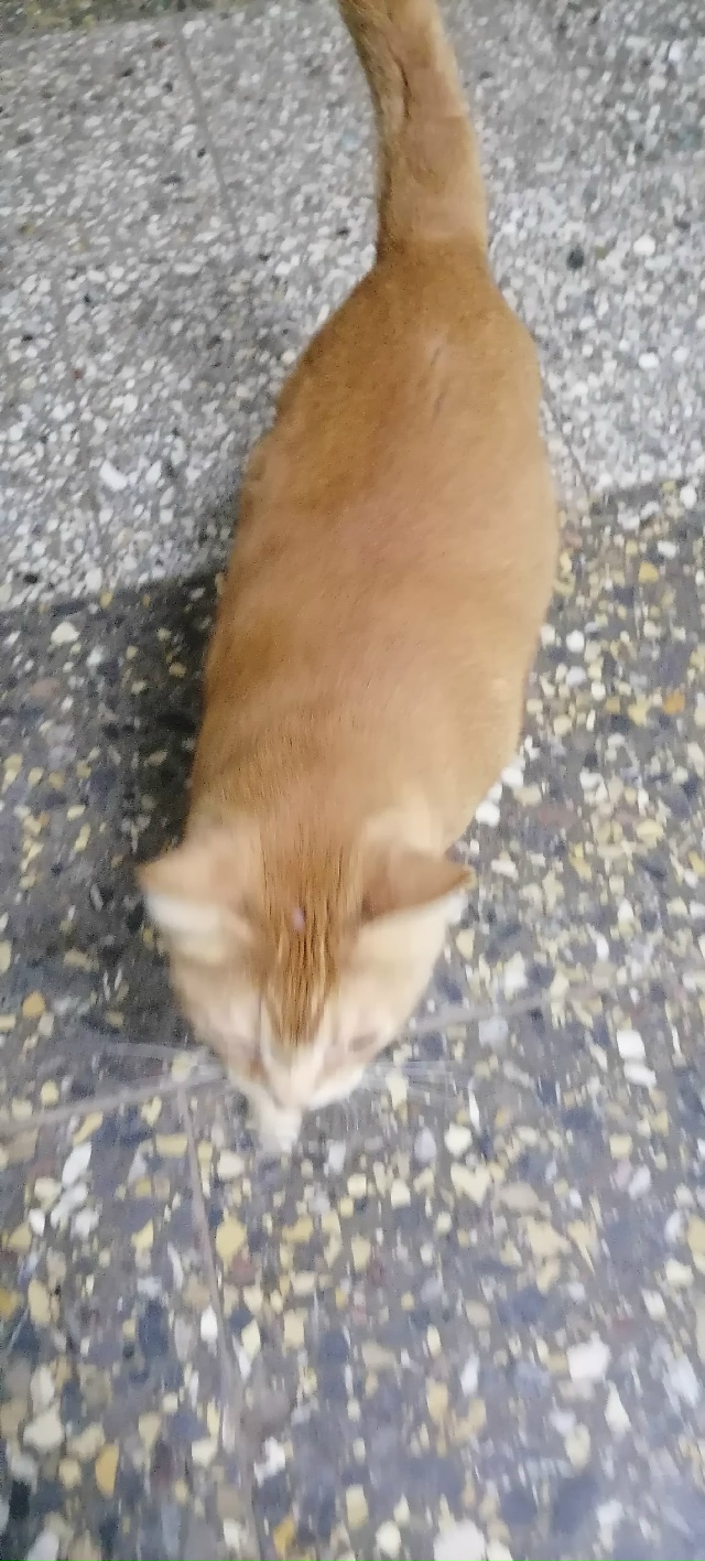 Пришёл кот на автостанцию, видно что чей-то за всеми бе?...