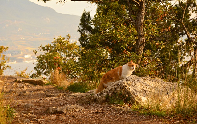 Фауна Солнечной тропы, встреча холёного кота и лисицы.....