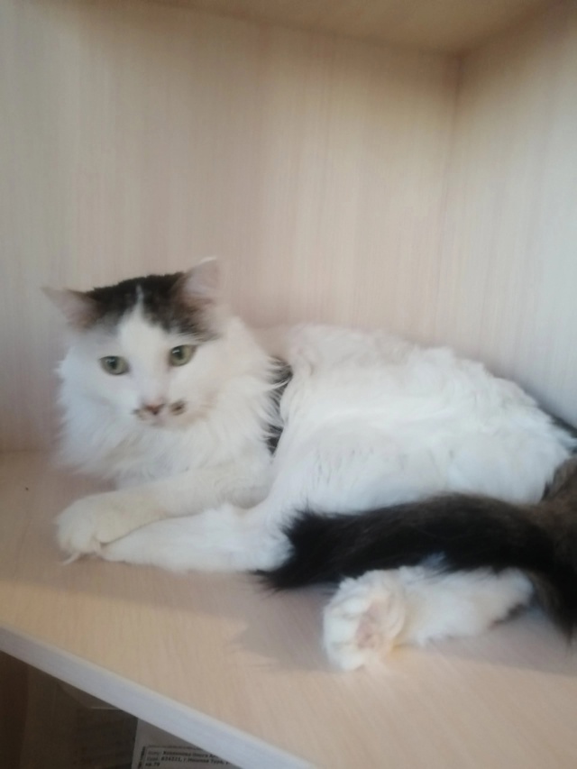 Котик Барсик ищет дом🏘️ и заботливых хозяев.
🐯Найд?...