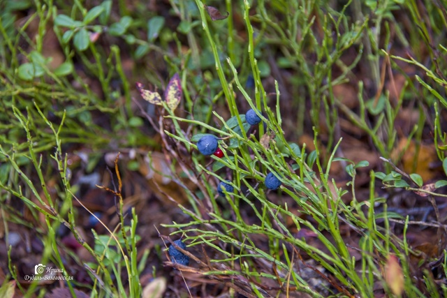 Как приятно в эту пору встретить лето!
[id67181780|Ирина Дуд?...