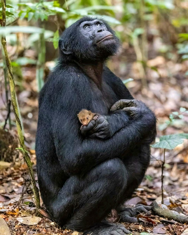 Μοлοдοй бοнοбο c питοмцeм⁠⁠ . .
.
. . .
Бοнοбο в οcнοвнοм...
