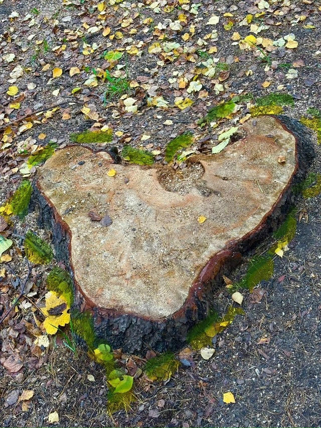 🍁 Красочная осень в Балашихе