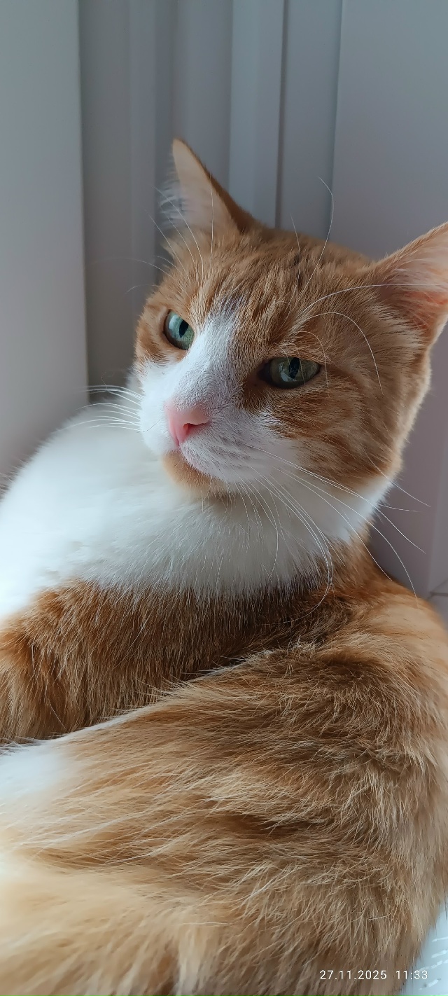 Рыжуля слушает как поют воробушки 🐈🎶