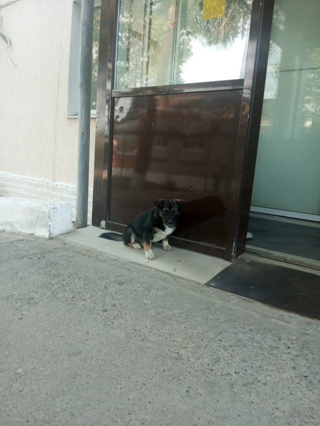 может кому нужен четвероногий друг? Живет на территори...