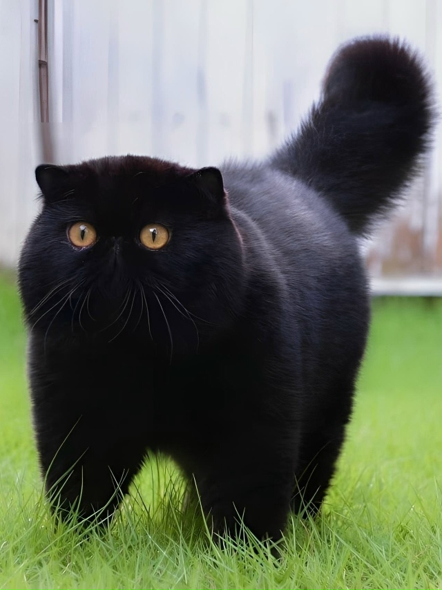 Это чудо сбежало из аниме Миядзаки