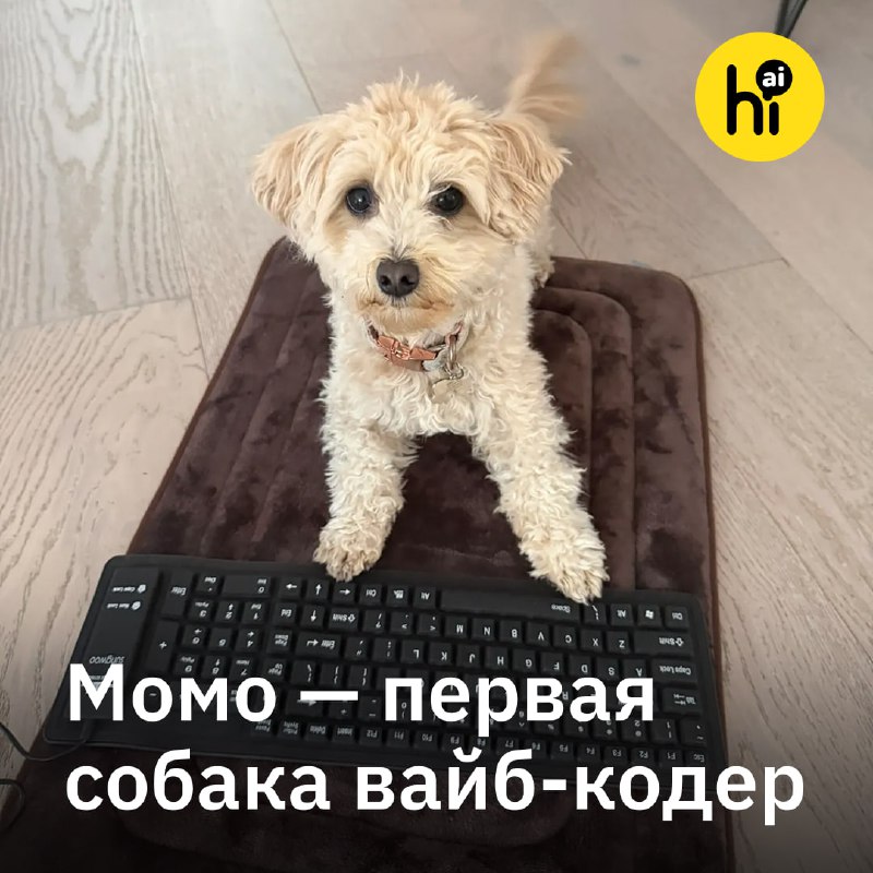 😎 Программист научил собаку вайб-кодить игры
Кавапу Момо (смесь кавалер-кинг-чарльз-спаниеля и той-