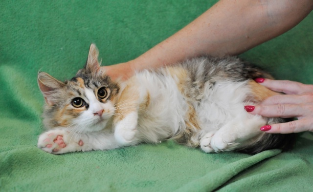 Санкт Петербург и ЛО! Признаюсь честно, но только ником...