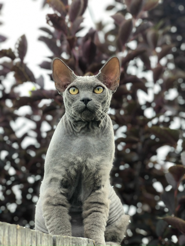 Начес ) кот в шерстяных носочках )