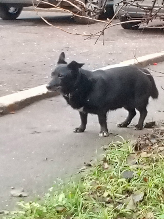 Ходит пёсик под окнами на Революционной 20, скулит и сид...