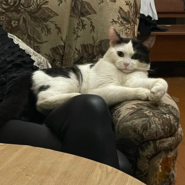 Пропал домашний кот, на улице Энгельса.
Просьба если кт...