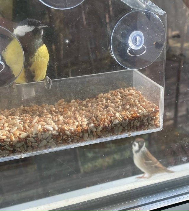 Повесели кормушку месяц назад , насыпаем сырые семечки...