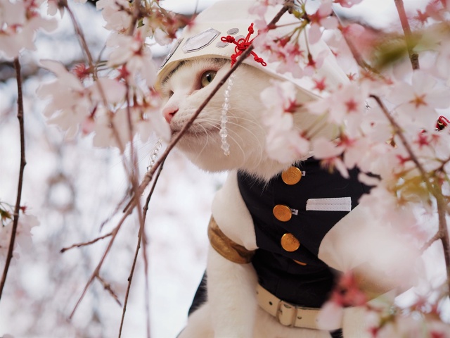 #косплей #Kimetsu_no_Yaiba / Клинок, рассекающий демонов
Котей?...