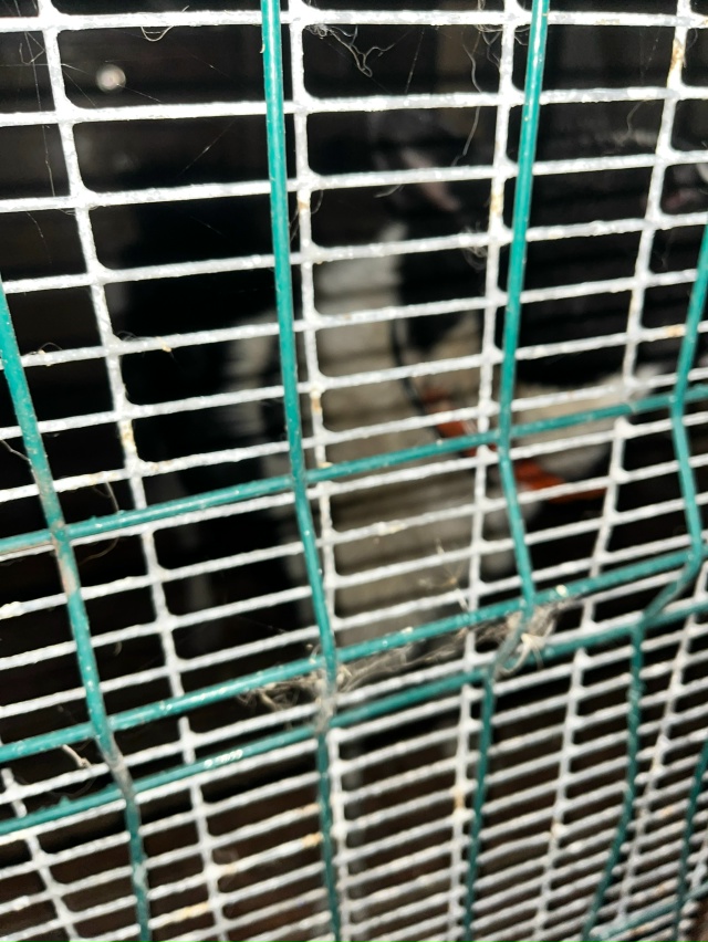 Найдена лайка между Сидозером и Хевроньиным , в 5 утра
...