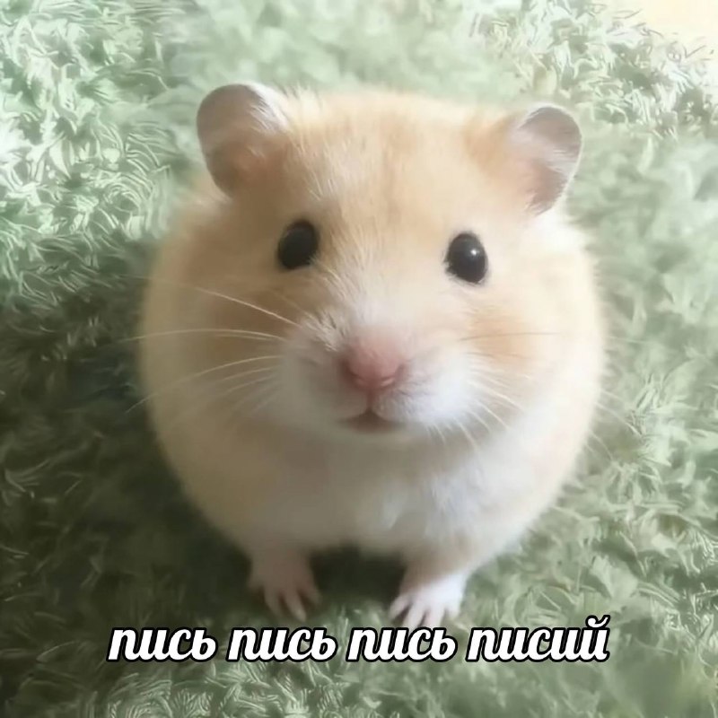 мой мочевой пузырь, когда после часа ворочаний я наконец начала засыпать самым сладким сном