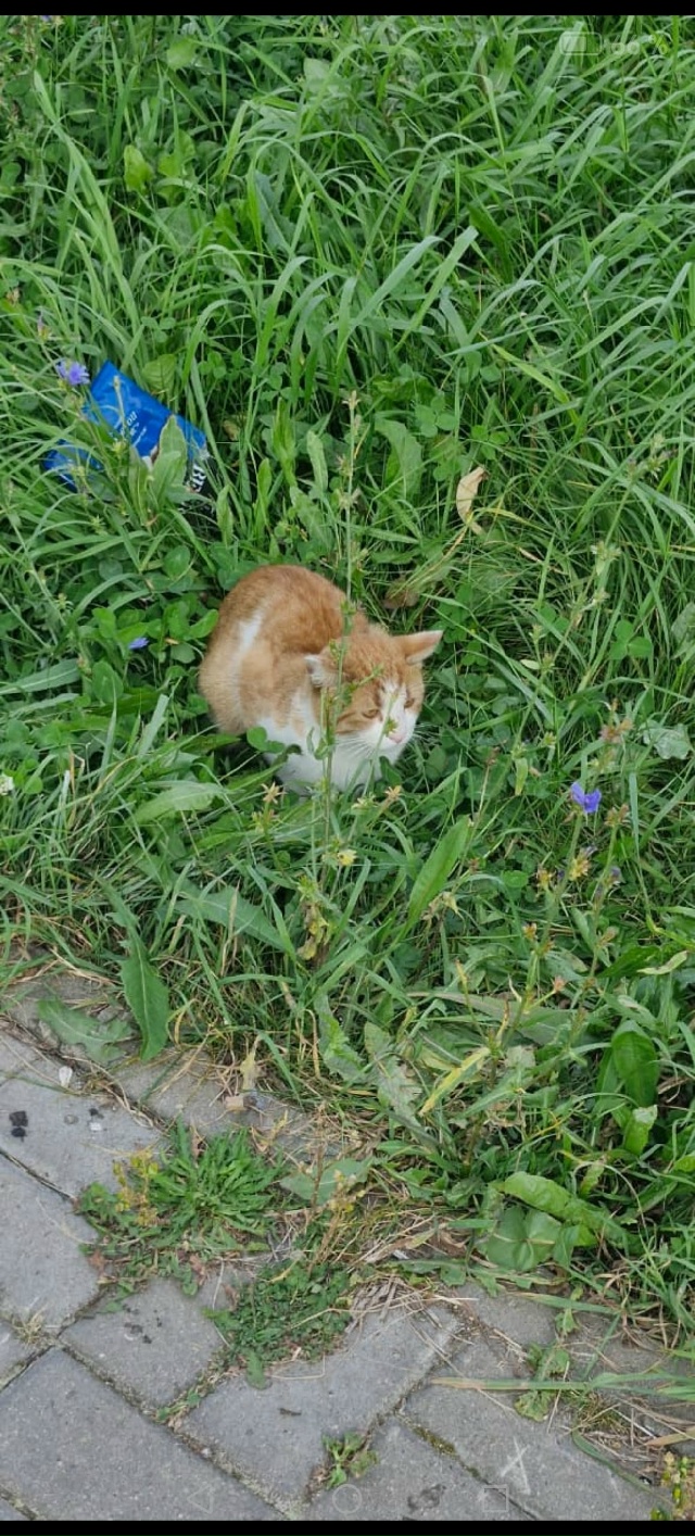 Найден котик! На нем красный ошейник, мокрый, грязный и ...