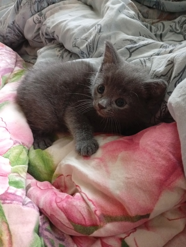 Анонимно, пожалуйста.
Отдаю котëнка (мальчик, 2 месяца).
...