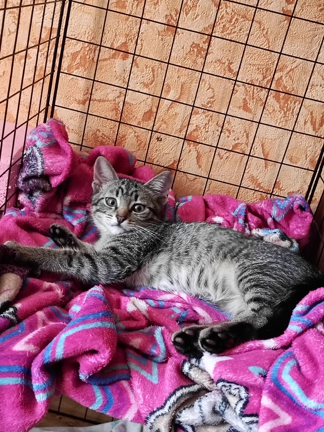 😻Остался один красавчик котик🐈
🤗Ждёт добрые и ласк?...