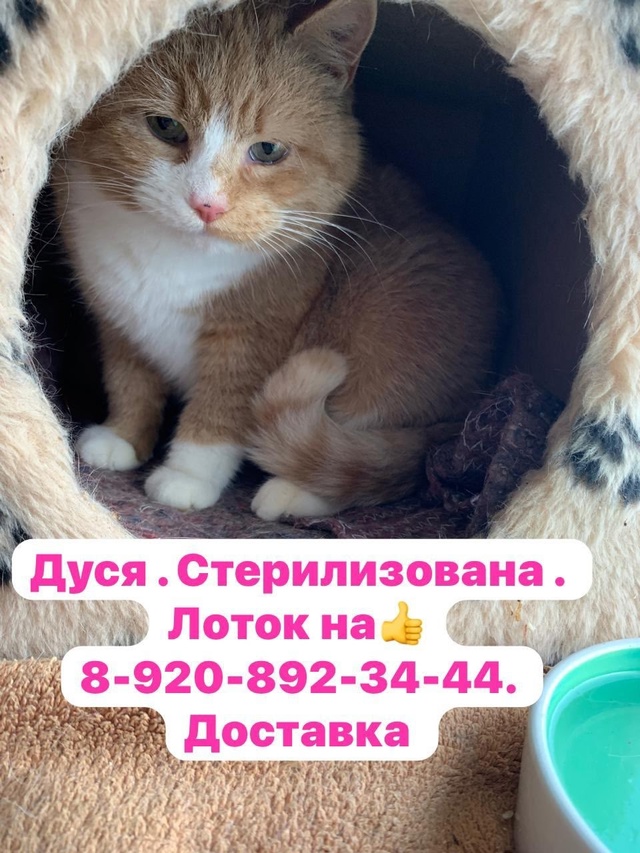 Киров Калужской области.
Шикарные кошечки в добрые ру?...