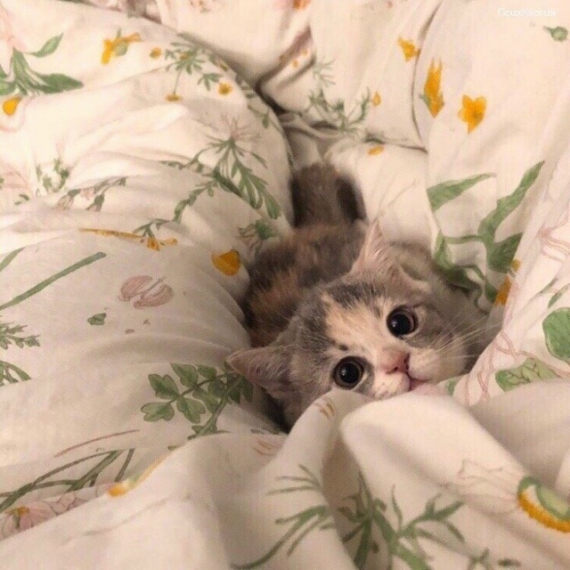 Как же мило, когда маленький котик приходит к тебе в кр?...