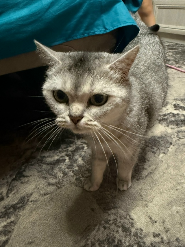 Добрый вечер, на даче в Сорокино прибилась кошка, забр?...