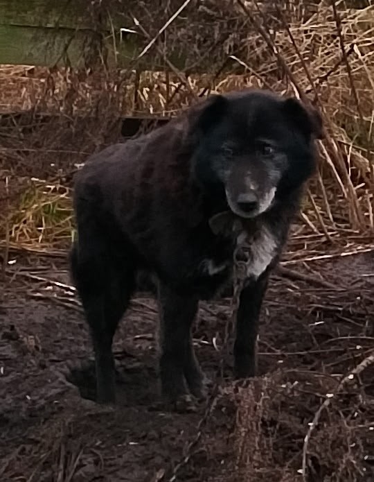 Очень нужна помощь с погашением долга Ноева ковчега! В ...