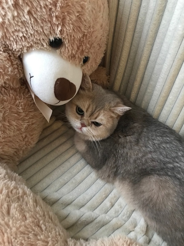 ￼ здравствуйте у меня пропала кошечка сегодня если кт?...