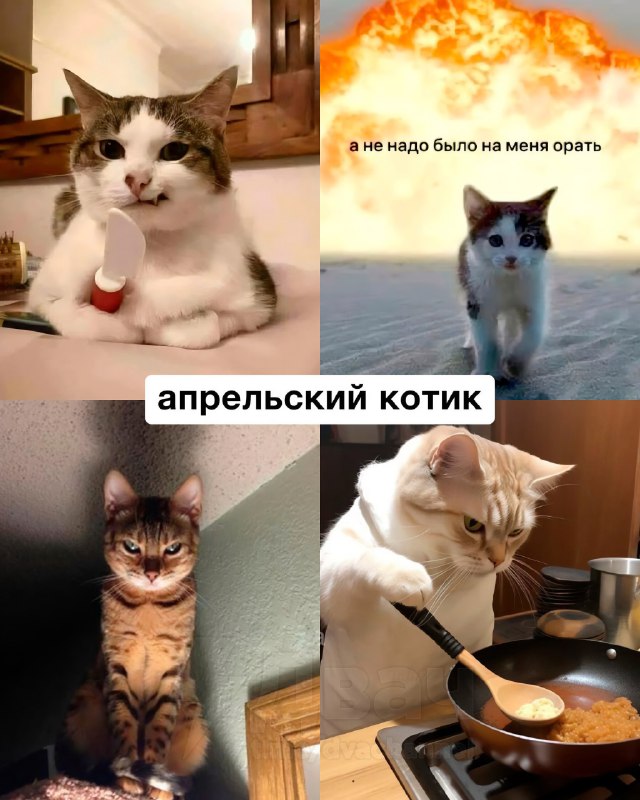 Российский астролог рассказал, какой вы… котик по месяцу рождения
Ищем себя, кидаем друзьям