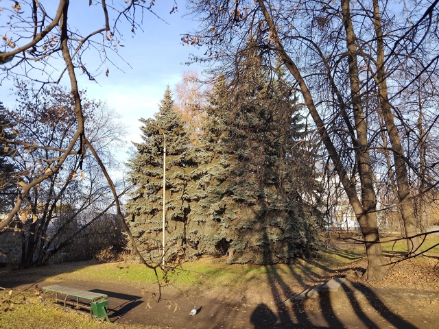 Оceнь в Акaдeмгopoдкe