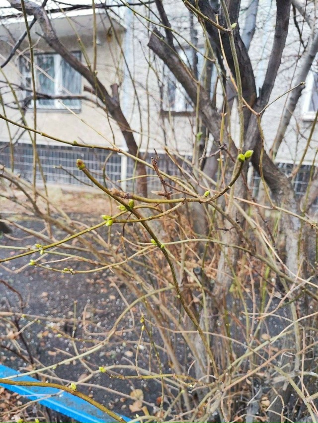 ❗️ До Нового года осталось 37 дней, а природа будто заб?...