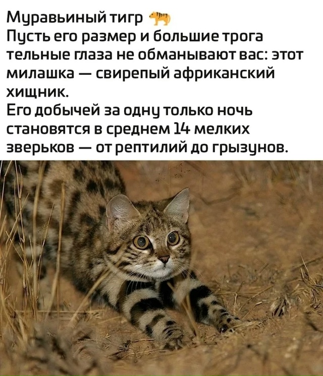Тигры бывают разные.