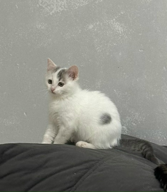 Котята в добрые руки, им примерно 3 месяца.
Были найдены...